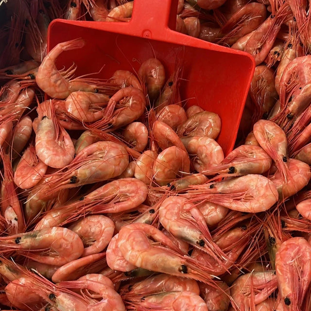 Cooked shrimps – Fiskskaldjur.ch