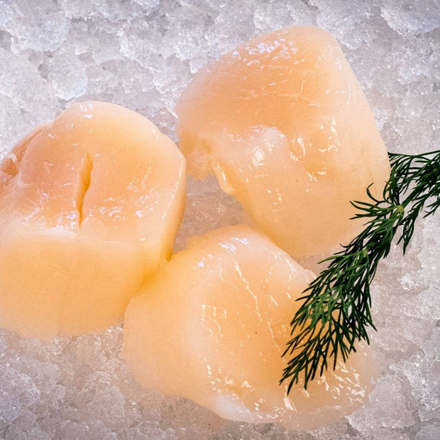 Scallops ready to sear