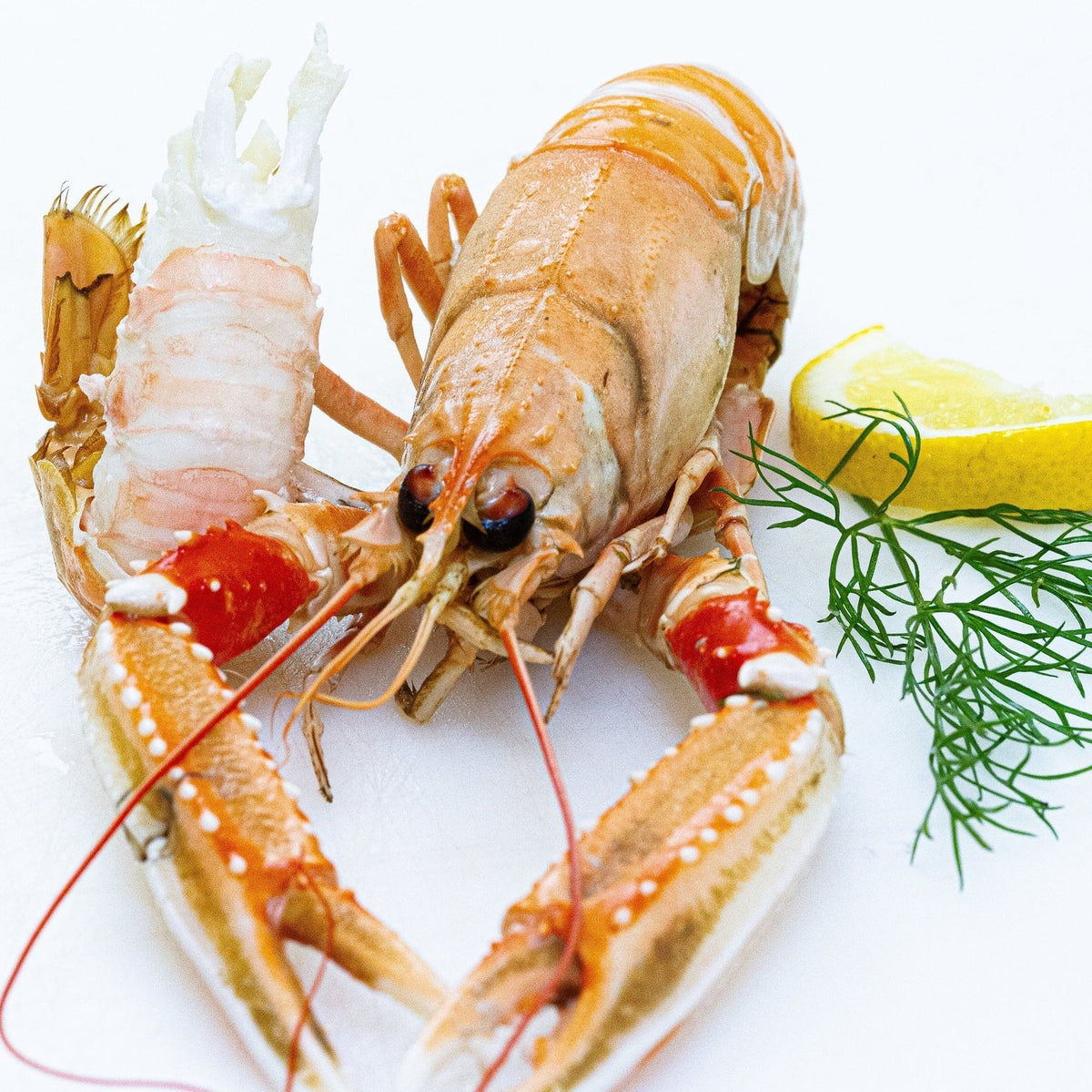 Fresh Cooked Langoustines – Fiskskaldjur.ch