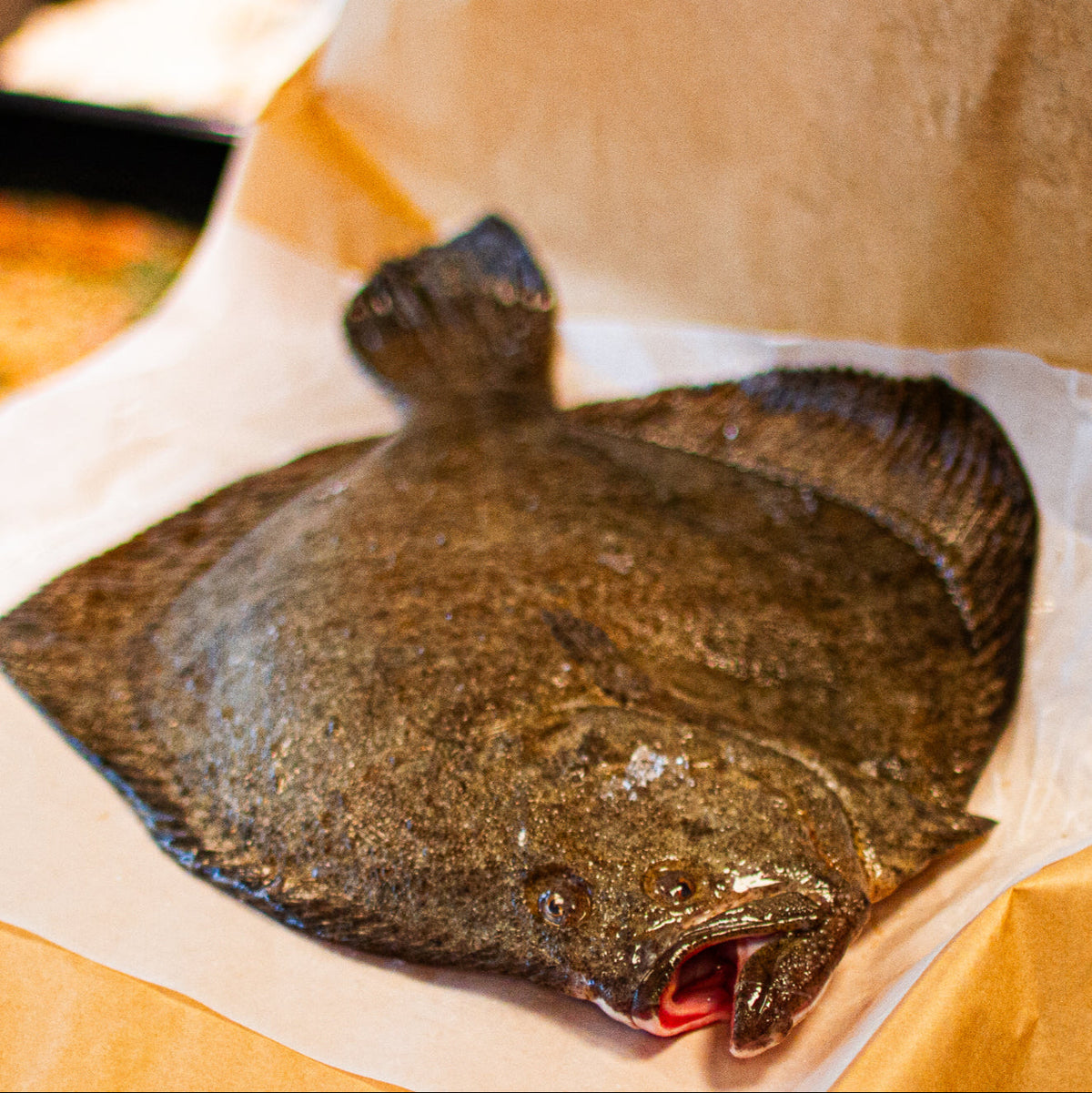 Whole Turbot – Fiskskaldjur.ch