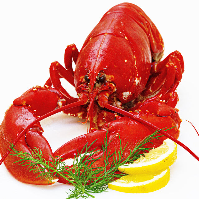 Cooked Swedish lobster – Fiskskaldjur.ch