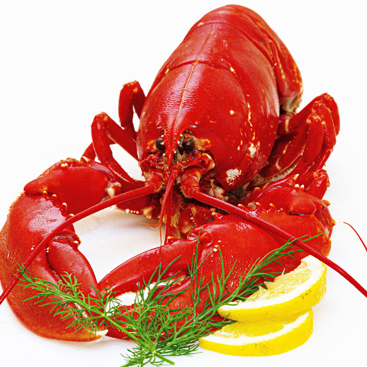 Cooked Swedish Lobster 1pc – Fiskskaldjur.ch
