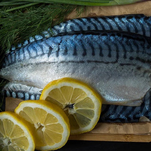 Fresh mackerel fillets
