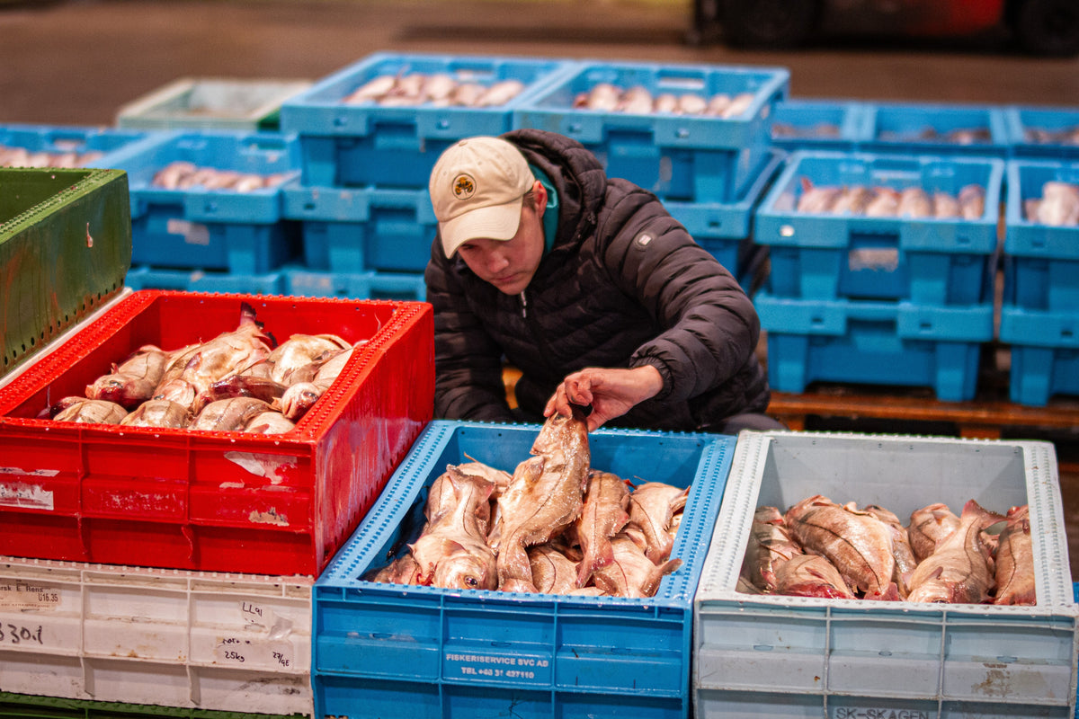 Choosing fish from crates at the fish auction