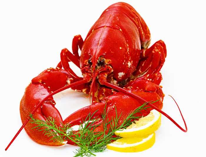 Cooked Swedish Lobster 1pc